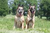 MALINOIS 796